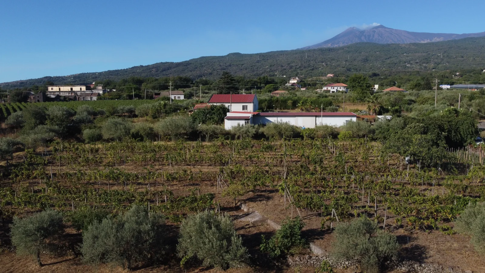 Vigneti di Antichi Vini di Sicilia