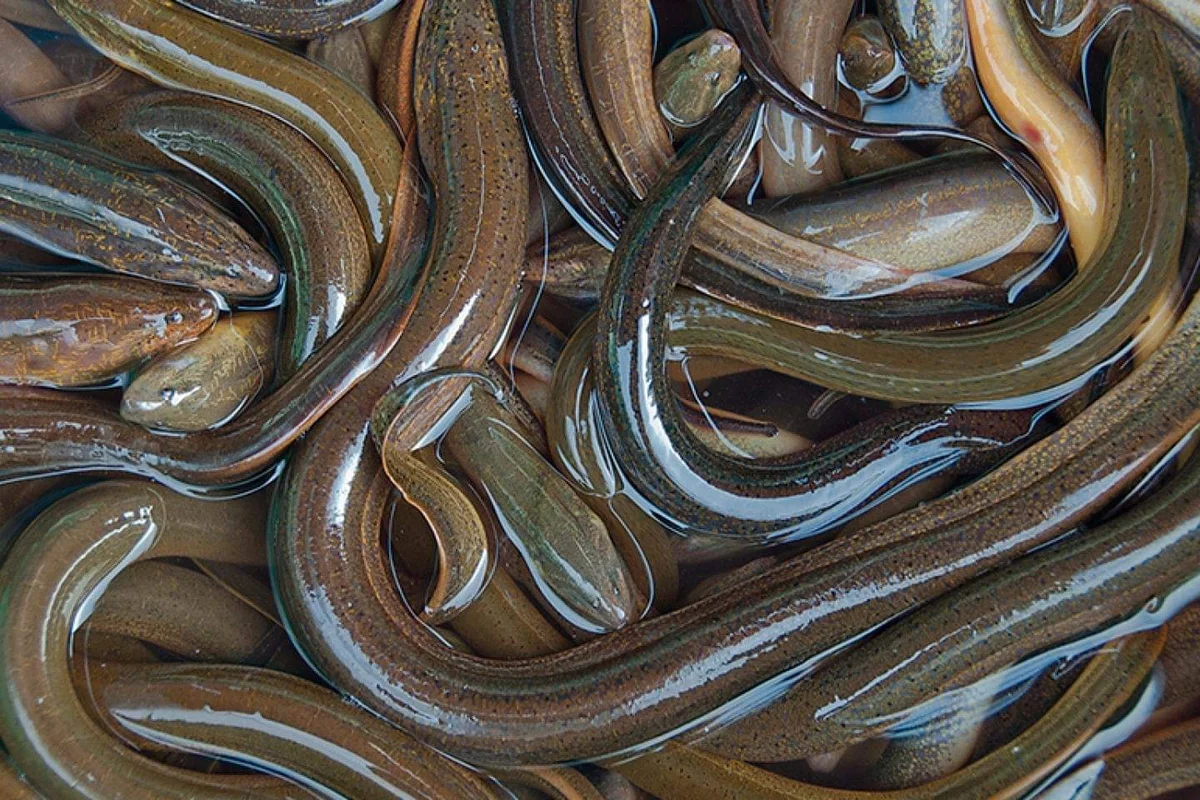 Eel: A Timeless Sicilian Feast Favourite