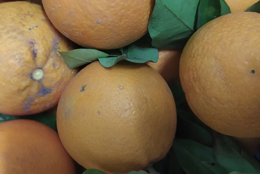 Arancia "biondo di Scillato"