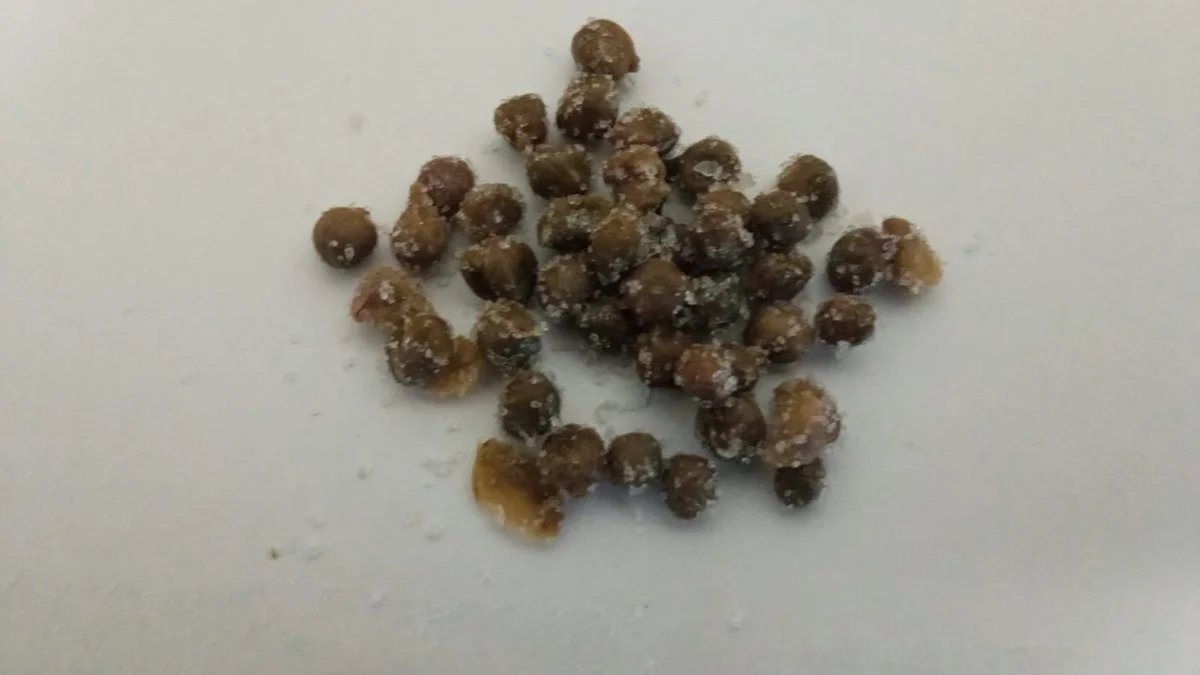 Il cappero di Pantelleria