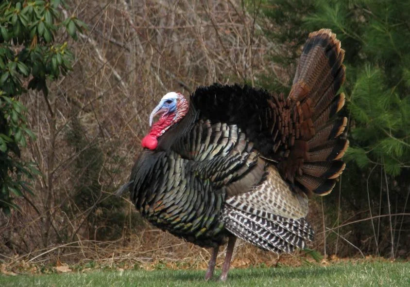 Putenfleisch – Leicht, gesund und vielseitig genießen