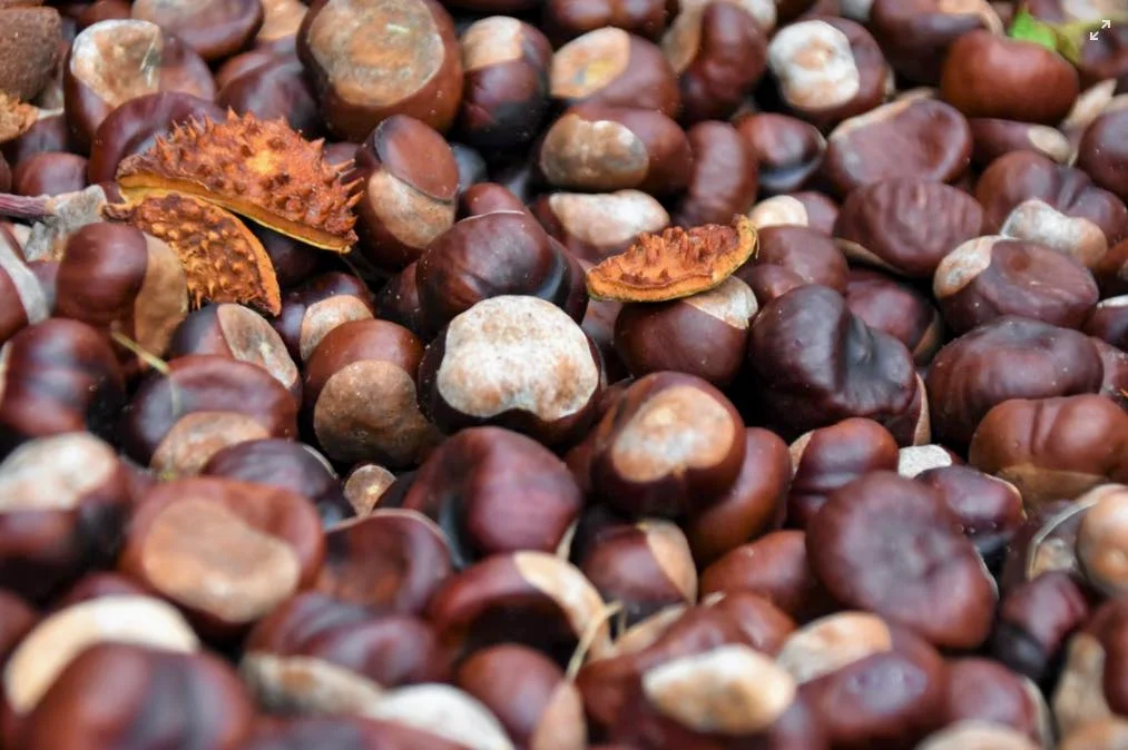 Come cuocere le castagne: 6 metodi più consigli per la conservazione