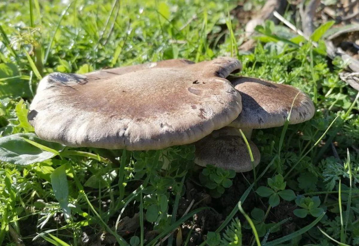 Funghi