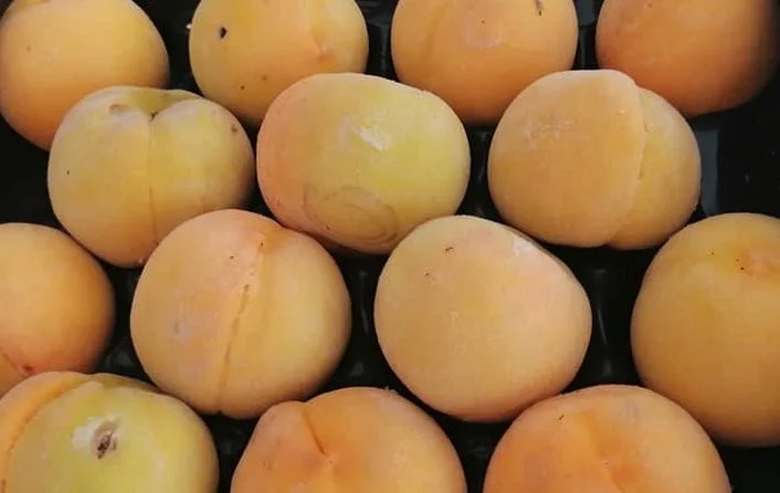 Pesca di Leonforte IGP