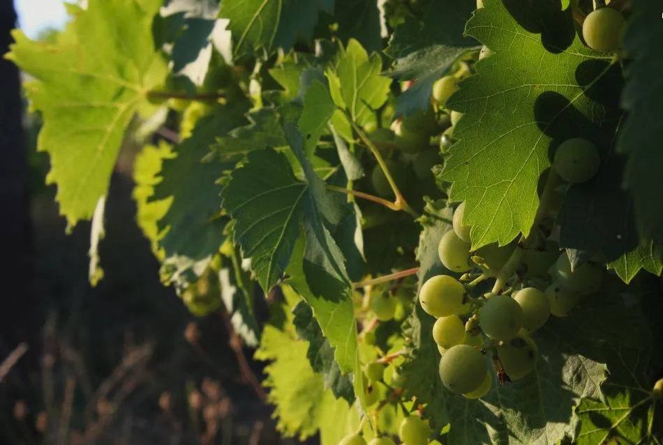 Vino Contessa Entellina Ansonica Vendemmia Tardiva