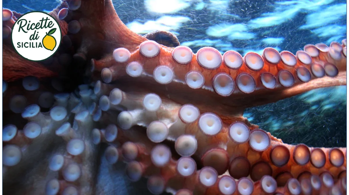 Polpo: proprietà, varietà e ricette della cucina siciliana