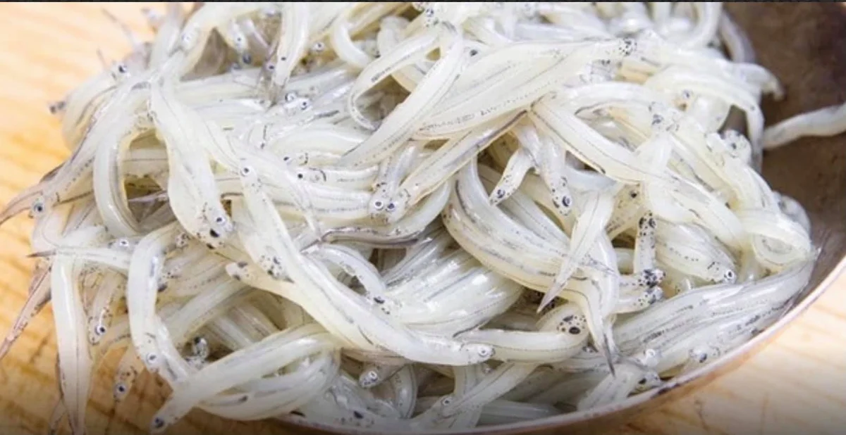 Neonata marinata: antipasto siciliano delicato e profumato