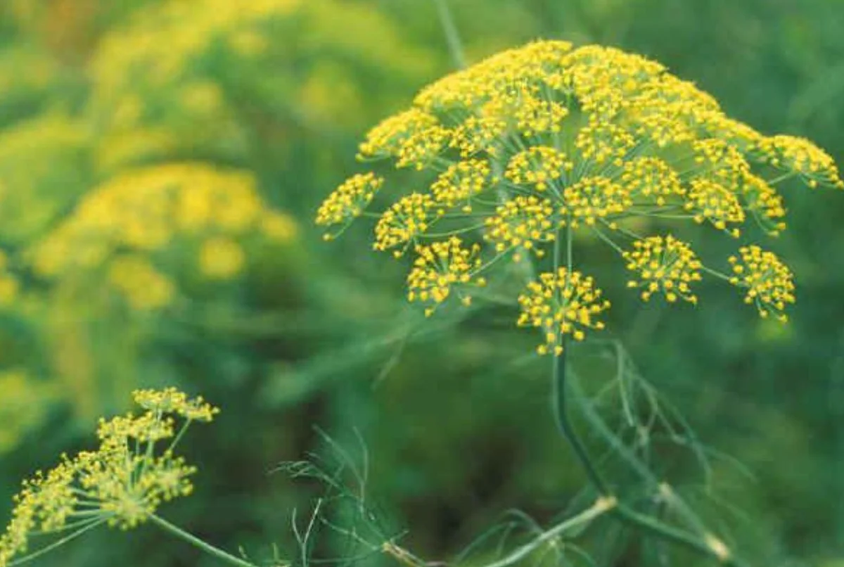 Wild Fennel Rosolio: Sicily’s Vibrant Green Liqueur