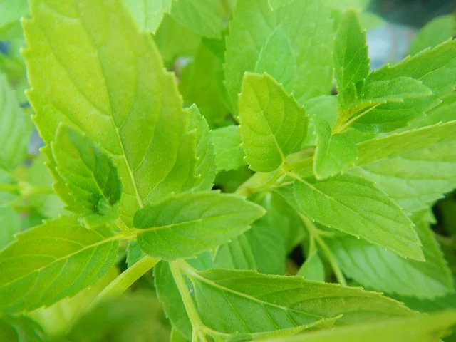 Rosolio di menta, un liquore siciliano fresco e aromatico