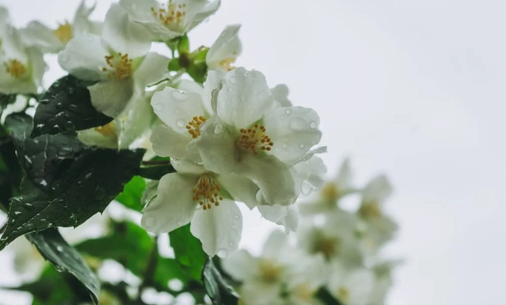 Scursunera: Sicilian Jasmine Granita - A Refreshing and Unique Dessert